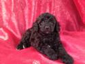 Female Schnoodle Puppy for sale #6 Born March 29th, 2013|Professional Dog breeder selling shipping for $150